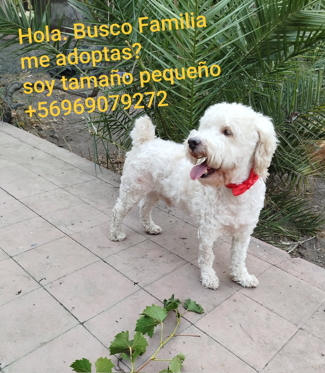 Aún espera x una Familia.....
#Ayuda #adoptarsalvavidas 🙏