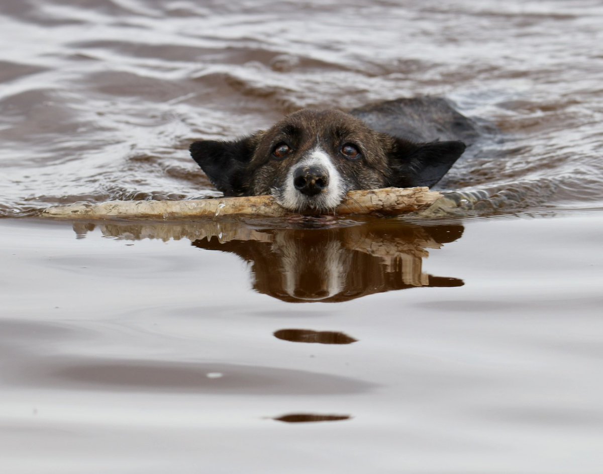 Nav viegli būt korgijam
