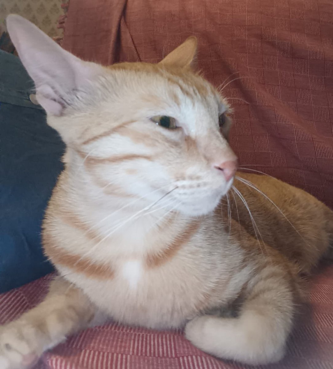 who_nisha's tweet image. Our #cat #RioVersion has a black strand of hair in his white moustache 😂😂 SO long since trying to get a pic of it, here it is atlast, as captured by Spouse.
Can you see it 😁