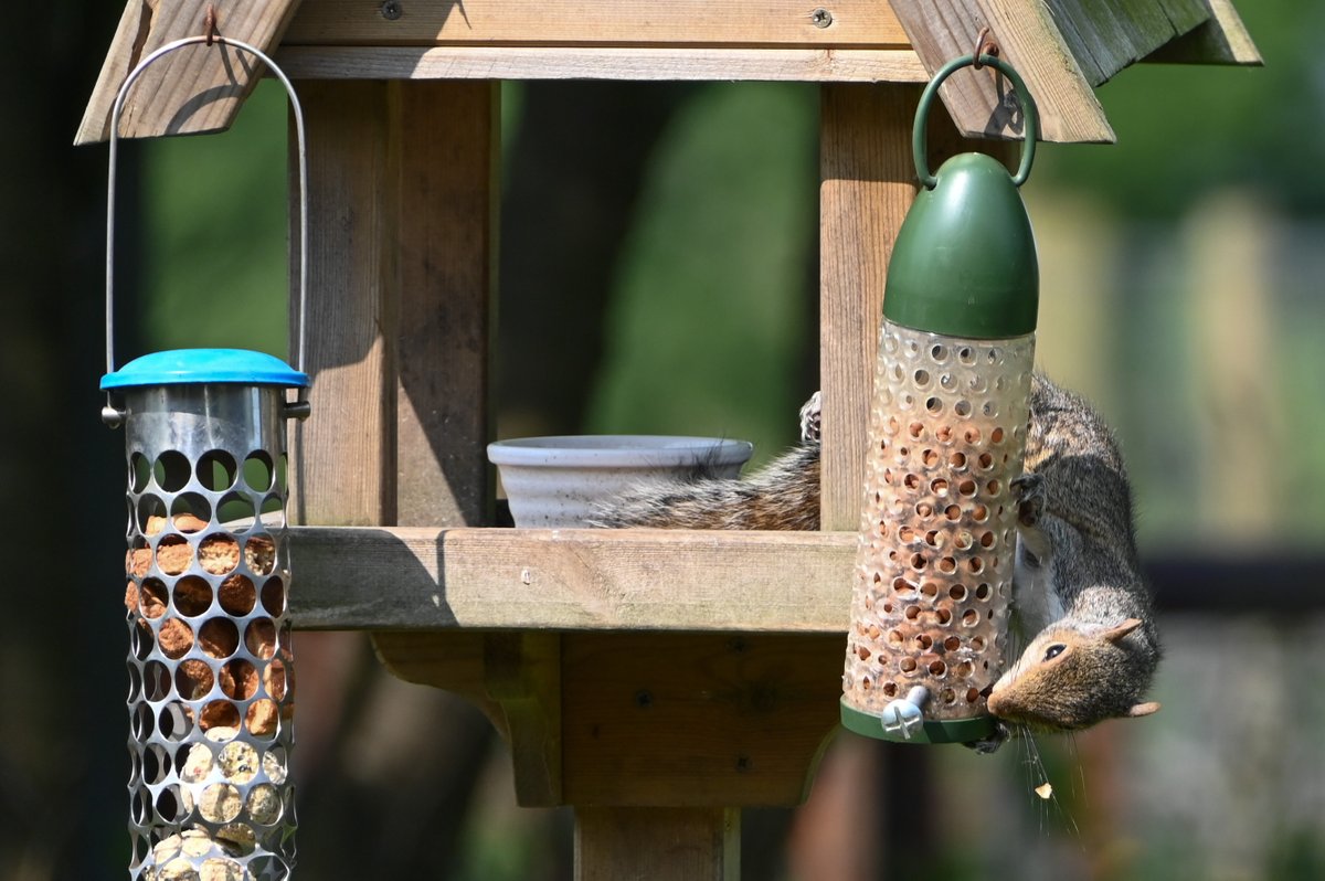 Barrow Street Racing Club tweet media