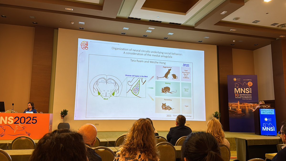 Male microglia in medial amygdala are “eating” new astrocytes &amp; manipulating this eliminates male play behaviour. Huge cell diversity in MeA that are involved in different social behaviors.