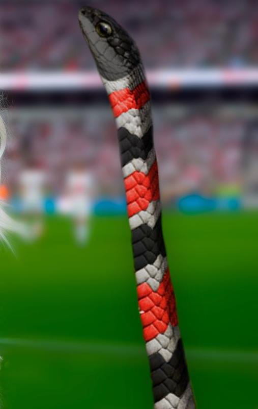 A COBRA TADALAFILADA 

É O BILIONÁRIO 

É O SANTA CRUZ FUTEBOL CLUBE 🇾🇪