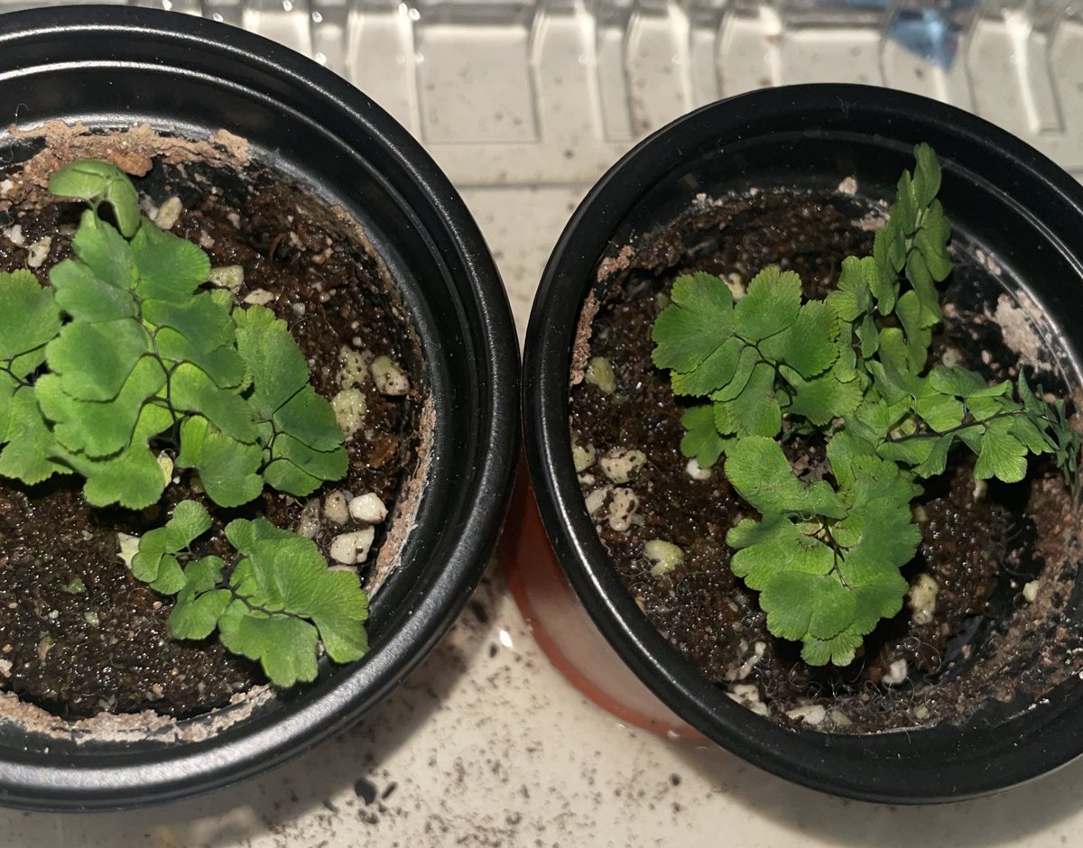 전에 받은 고사리 이만큼 잘 자라고 있다🌿