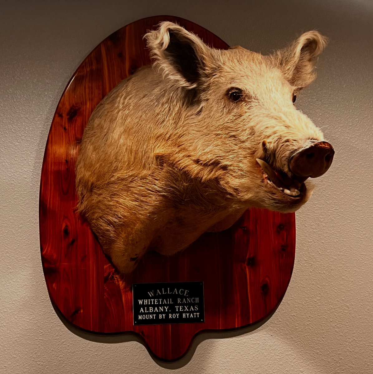 Shayne Hollinger (@shayneholl) on Twitter photo 