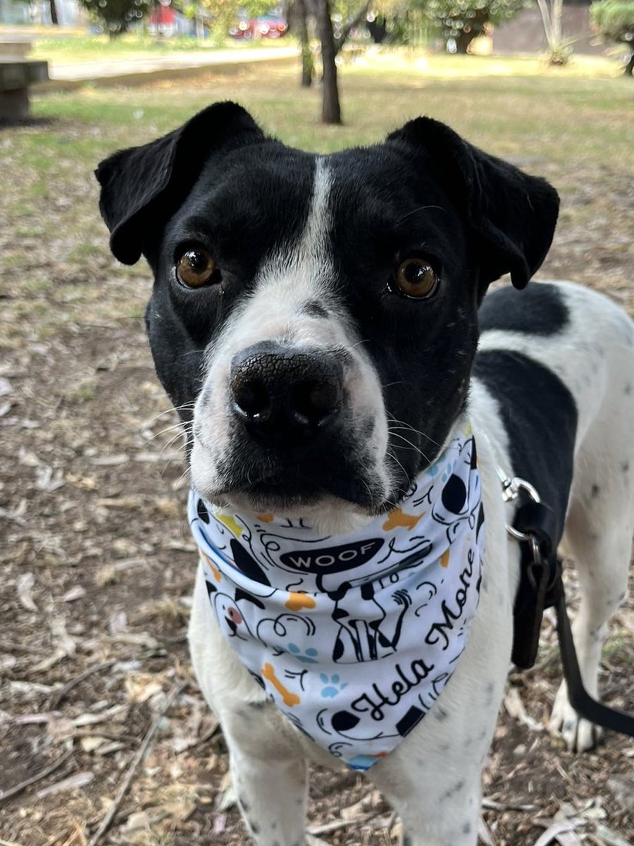 Yo también tengo derecho a ser feliz 

Soy Rafita y estoy en busca de una familia.

ADÓPTAME ♥️
Estoy en CDMX