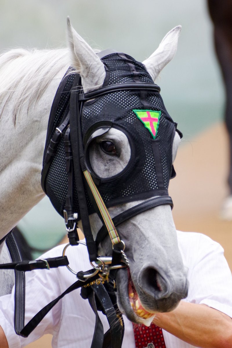 makeinu0110's tweet photo. #安田記念2025

ガイアフォース

いやー惜しかったあ。

ブリンカー効果？今日はやる気出てたなあ。
輪のりなんかノリノリだったので笑ってしまった。

直線また壁かあー？の諦めモードから
2着に突っ込んできてくれて嬉しい！

吉村騎手ナイス！

#PENTAX #K70 #photography https://t.co/sLAfd6FFXC