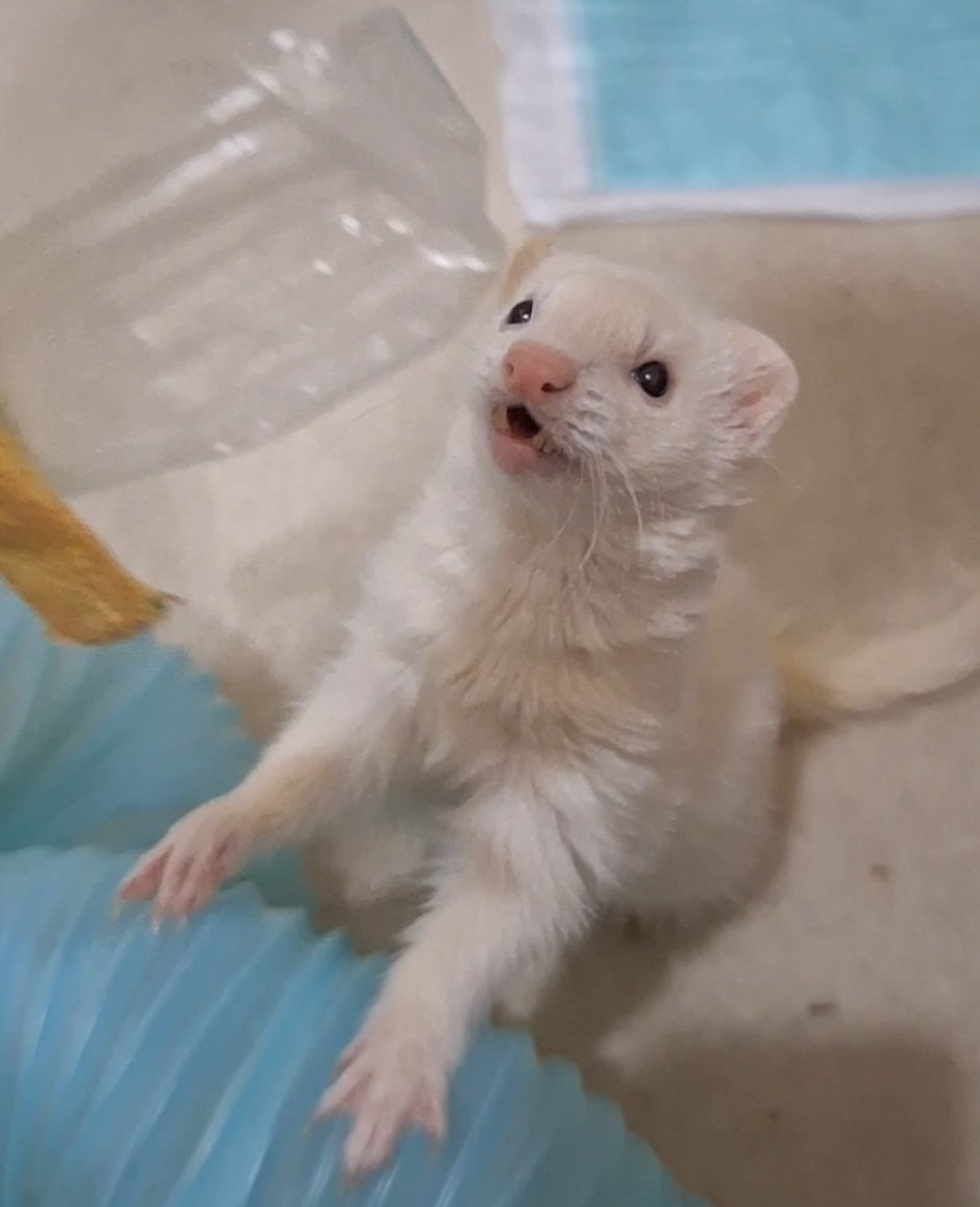 狙いを定めるサクちゃん…🤦‍♀️尊