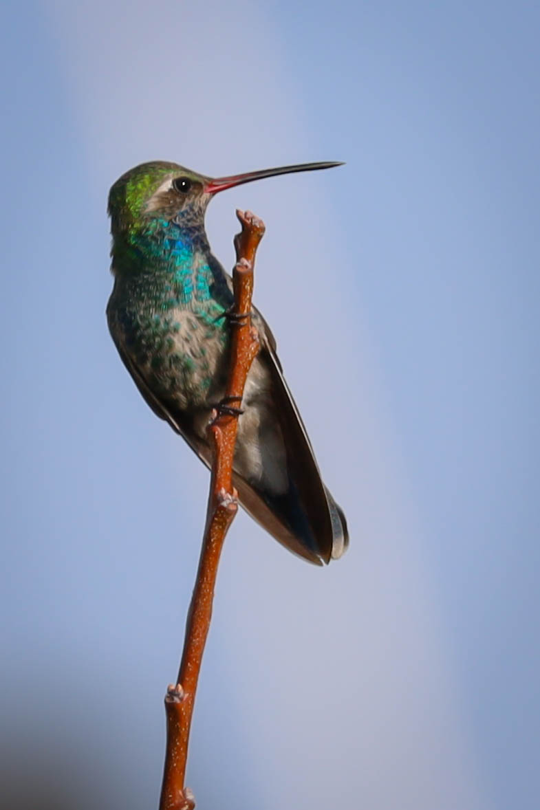 DCAMACHO105's tweet photo. #fotodeldia #colibri #naturaleza #fotografiadenaturaleza #NaturePhotography #colibries #canonmx #canonmexicana #canonglobal #instajournalism #picotftheday https://t.co/E7fjDR1DJ0
