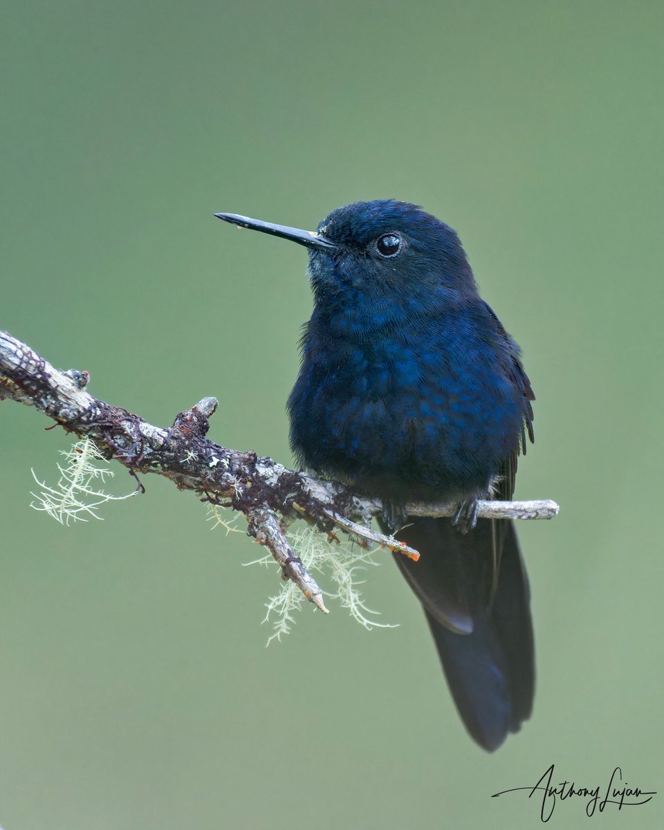 Cult of the Hummingbird (@culthummingbird) on Twitter photo 