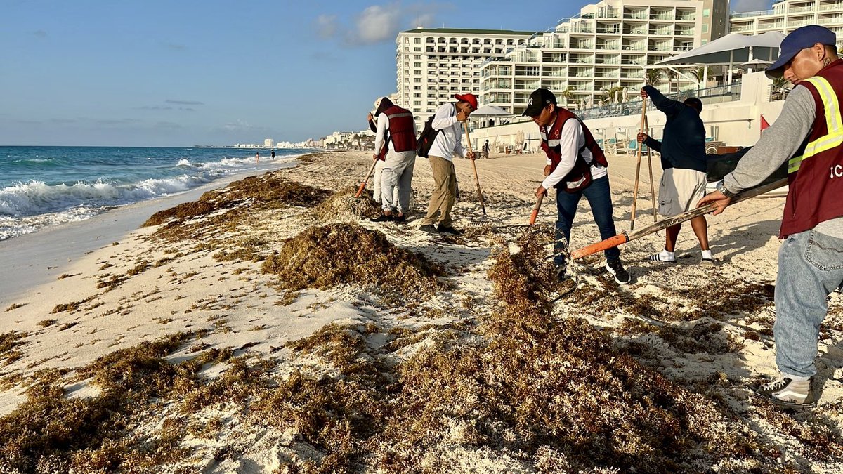 ¡En Cancún estamos #TodosContraElSargazo! ✅

Desde muy temprano nuestras brigadas realizan la limpieza de playas con el objetivo de mantenerlas libres de sargazo. Ayúdanos a tenerlas siempre limpias no tirando basura.

#CancúnNosUne #PorLaTransformación 🤝🏼
