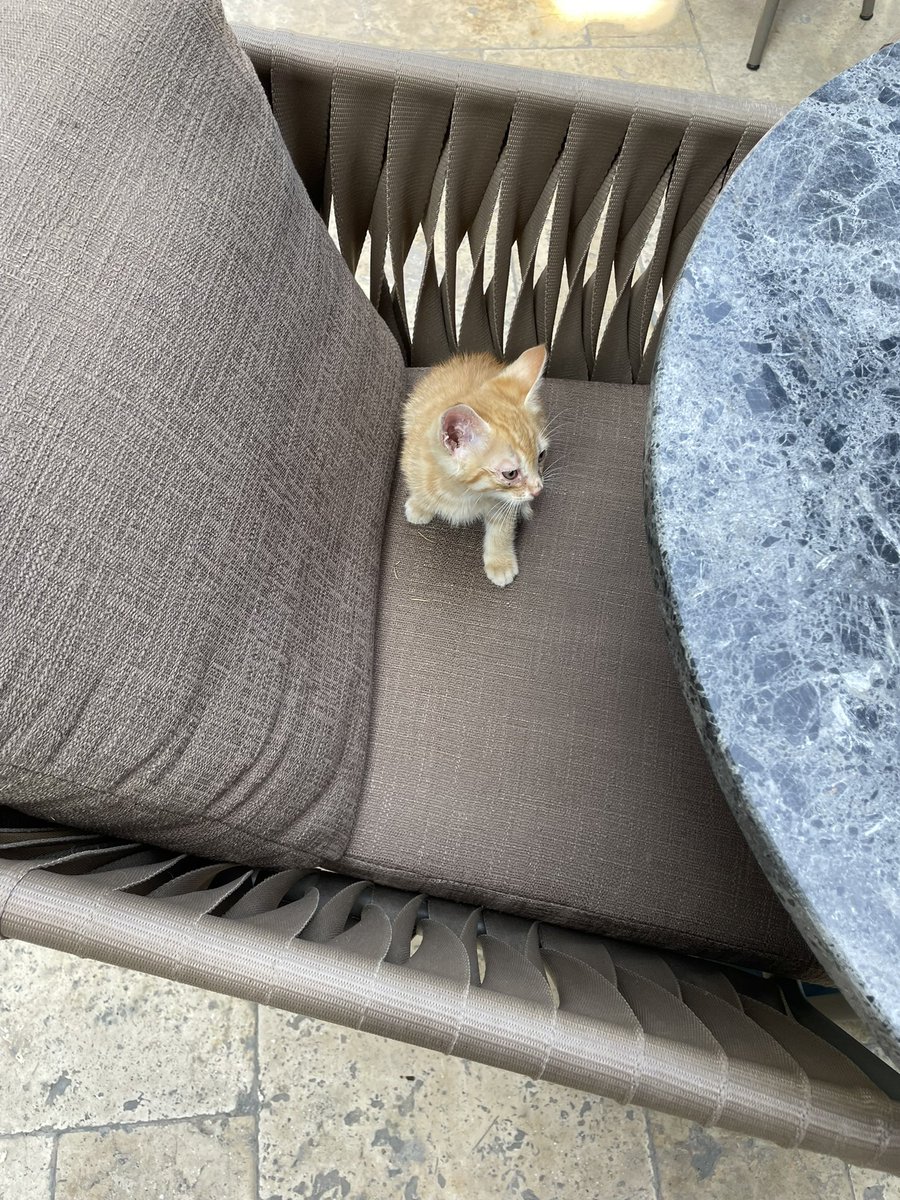 bu sari pipinin annesi olmak isteyen var midir