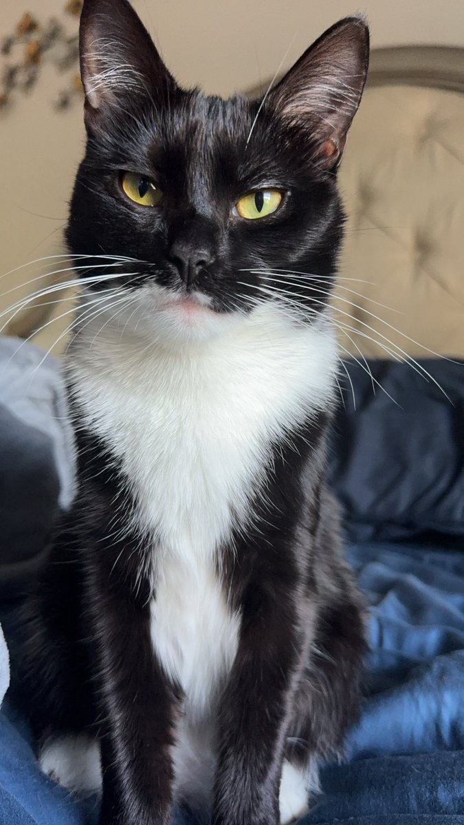 My baby girl is lost. I need all the prayers and good thoughts I can get that she comes home today safe and sound 😭🤲🏼