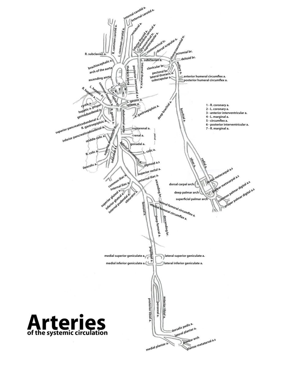 Arteries map