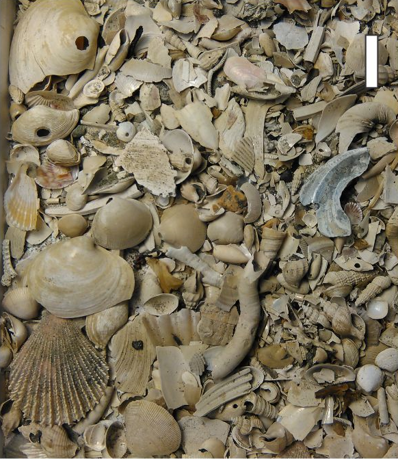 At the June #Seds_Online Webinar, Adam Tomasovych will discuss the processes affecting biological remains, illustrating his talk with examples from the northern Adriatic Sea and the southern California shelf.

Time: 11 June, 4:00 PM (UK)
You are welcome: lnkd.in/drH8_V-J