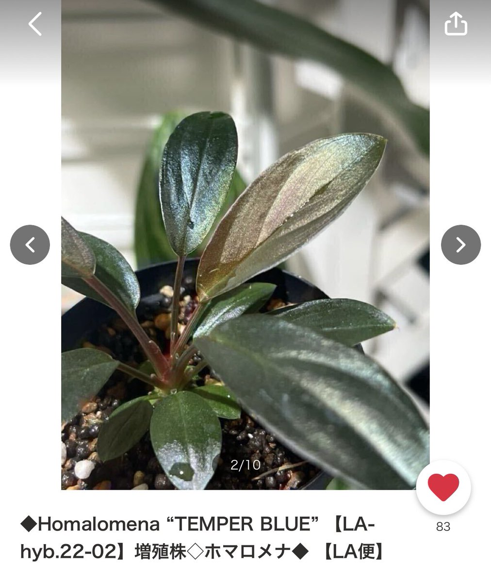 ②増殖株 Homalomena TEMPER BLUE ホマロメナ 【公式通販】