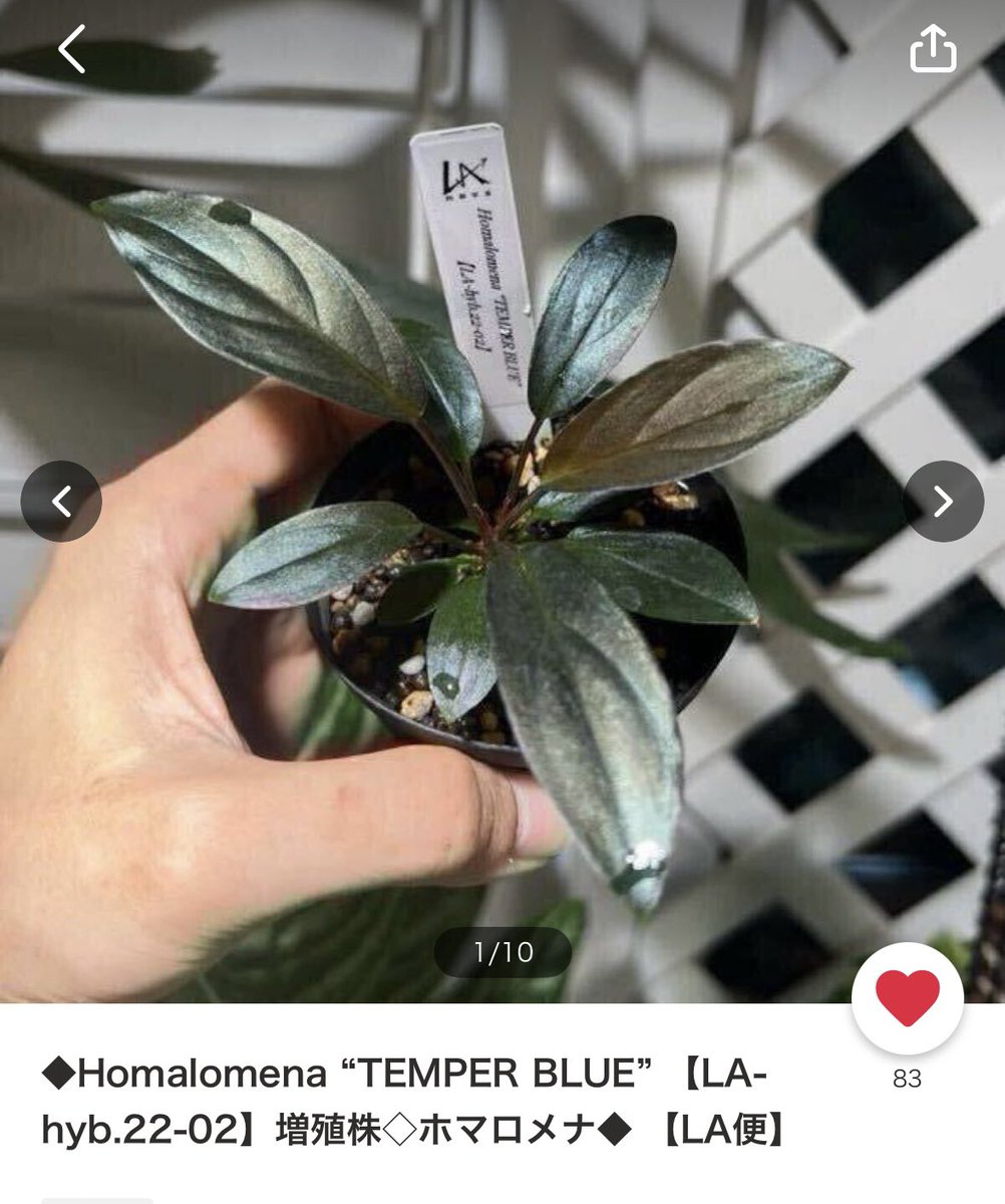 ②増殖株 Homalomena TEMPER BLUE ホマロメナ 【公式通販】