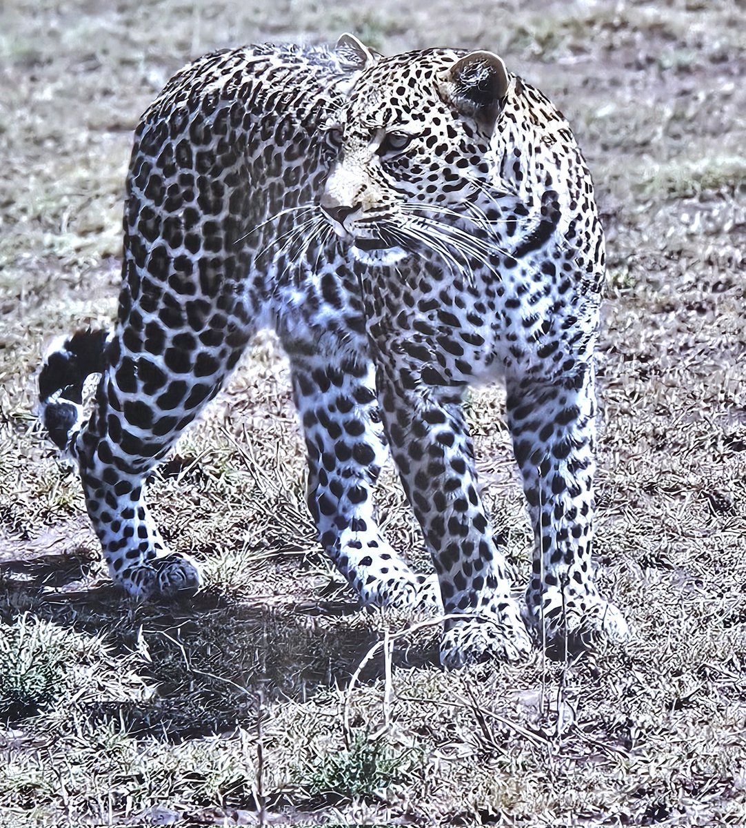DavidDaviddear's tweet photo. Leopard https://t.co/mcMl4WqKvz