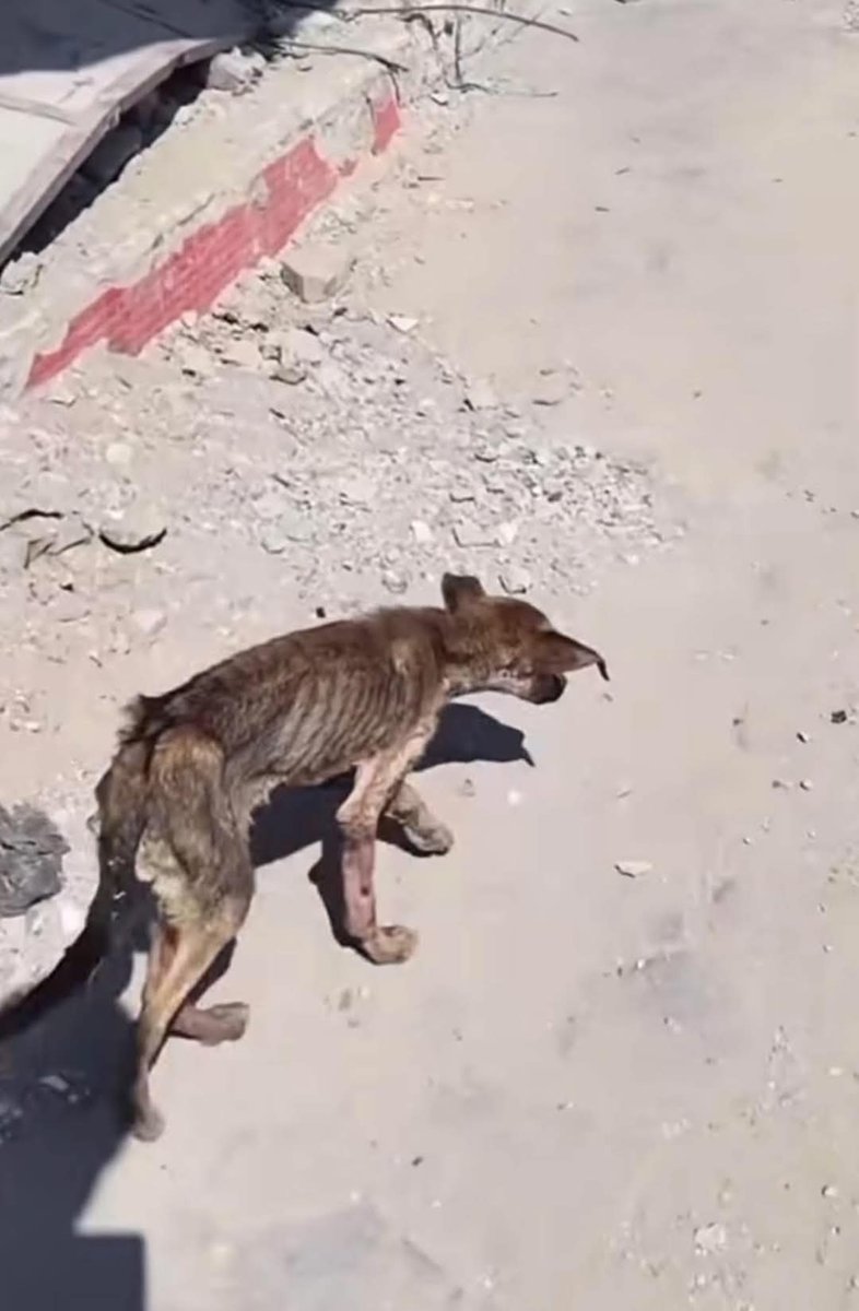 Medo198518's tweet image. This is a picture of a dog exhausted by hunger and bombing in Gaza. Last December, hunger swept through the city, and the hunger was most severe for animals. At the time, I saw a large group of cats with almost no teeth.