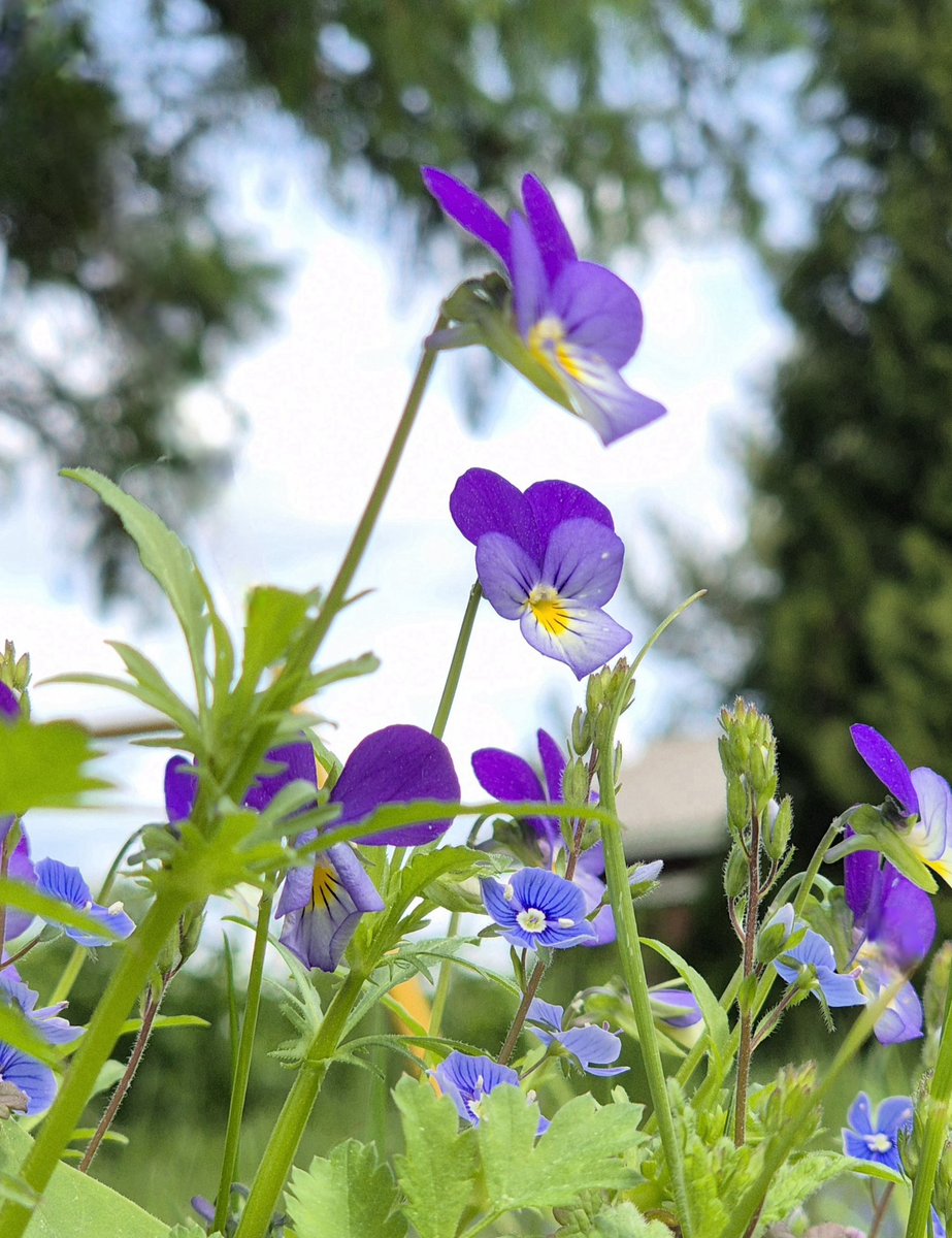 Drumliinin korkeimmalla kohdalla pienetkin kukkaset on lähempänä aurinkoa☀️