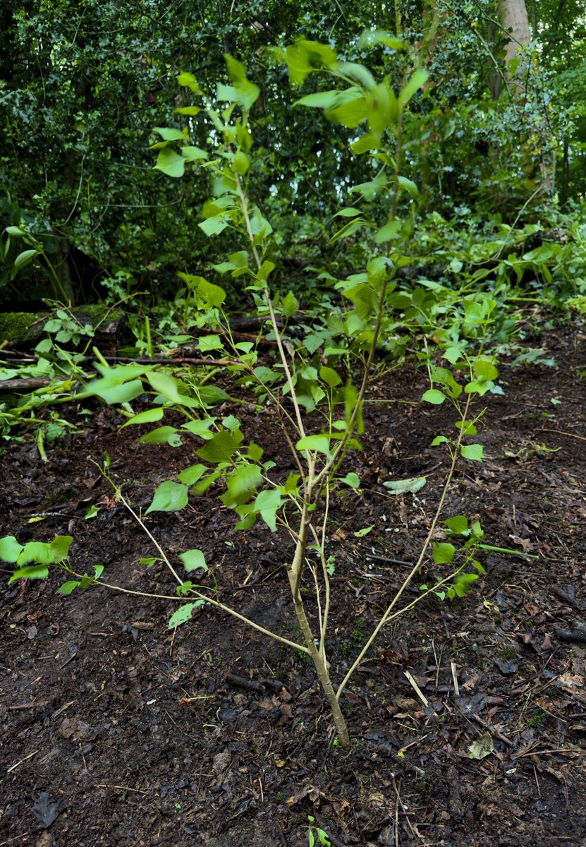 Lots  of Himalayan Balsam cleared today. nice to see the Black Poplar I  planted doing well, wonder if it will grow to be as big as some of the  others in Worsley Woods