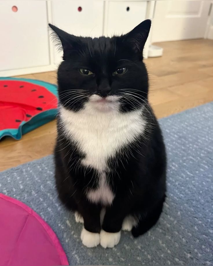 ShouldHaveCat's tweet image. 