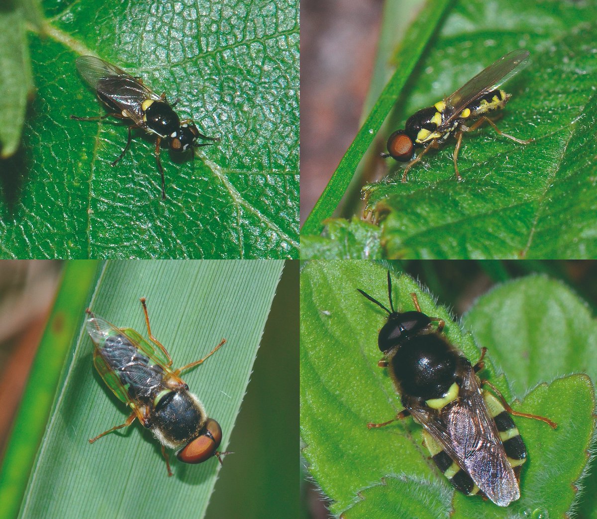 NatureBureau (@naturebureau) on Twitter photo Four Soldierflies seen at <a href="/BBOWT/">BBO Wildlife Trust</a>'s Parsonage Moor, Cothill today - Top: left Pygmy Soldier, right Delicate Soldier. Bottom: left Orange-horned Green Colonel, Clubbed General <a href="/StevenFalk1/">Steven Falk</a> <a href="/flygirlNHM/">Dr Erica McAlister</a> <a href="/Ecoentogeek/">Rory Dimond 🌼🪰🌼🐝🌼🦟</a> <a href="/DipteristsForum/">Dipterists Forum</a> <a href="/TVERC1/">Thames Valley Environmental Records Centre</a> bit.ly/4dqQI8Z Four Soldierflies seen at <a href="/BBOWT/">BBO Wildlife Trust</a>'s Parsonage Moor, Cothill today - Top: left Pygmy Soldier, right Delicate Soldier. Bottom: left Orange-horned Green Colonel, Clubbed General <a href="/StevenFalk1/">Steven Falk</a> <a href="/flygirlNHM/">Dr Erica McAlister</a> <a href="/Ecoentogeek/">Rory Dimond 🌼🪰🌼🐝🌼🦟</a> <a href="/DipteristsForum/">Dipterists Forum</a> <a href="/TVERC1/">Thames Valley Environmental Records Centre</a> bit.ly/4dqQI8Z