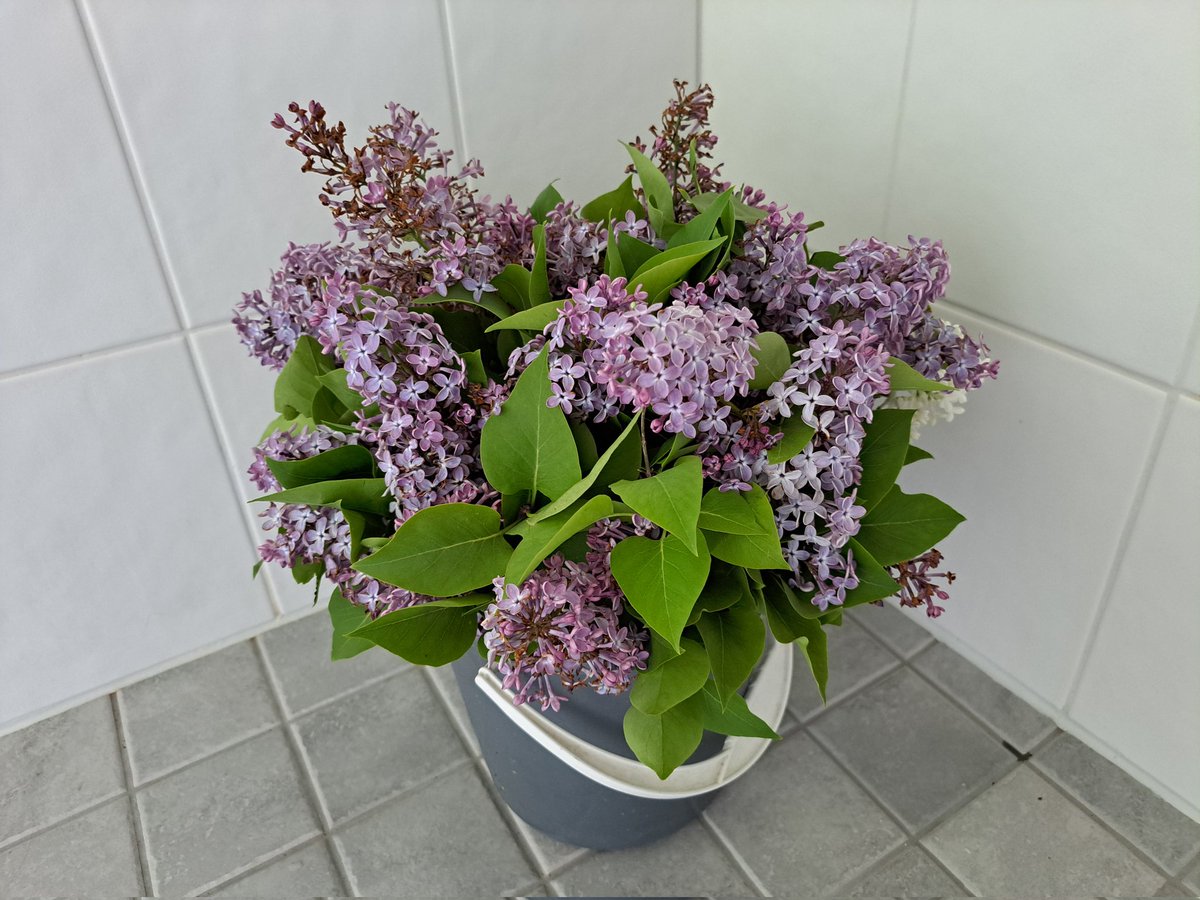 Vain pari 'kuollutta' syreeninoksaa pilkottiin. Nooh, veskis on nyt tuoksukimppu...