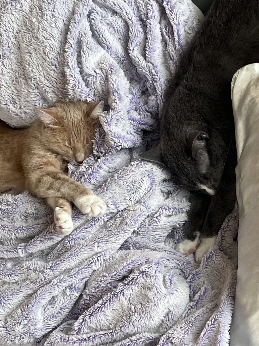 PotBub's tweet image. zzzz honk shoooo mi mi mi

#CatsOfTwitter #CatsOnTwitter