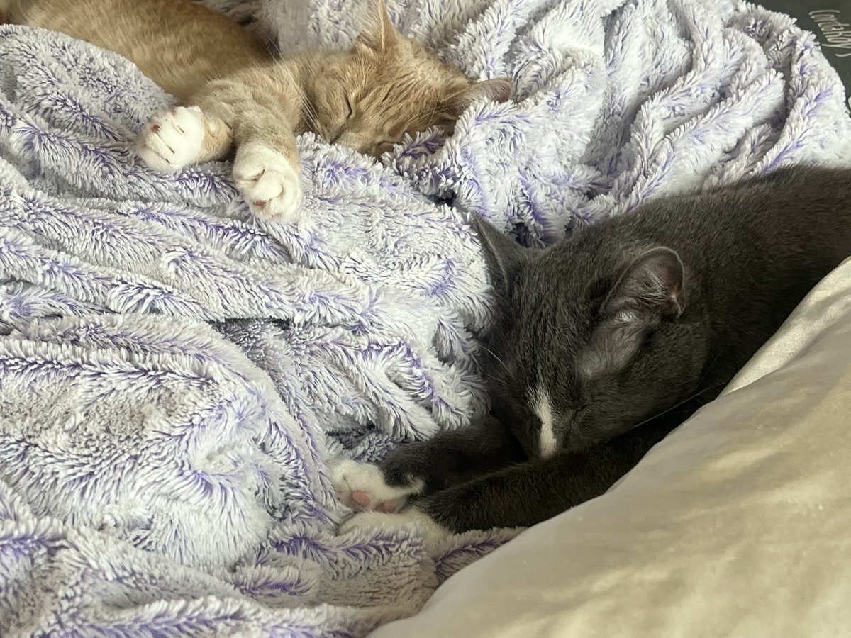 PotBub's tweet image. zzzz honk shoooo mi mi mi

#CatsOfTwitter #CatsOnTwitter