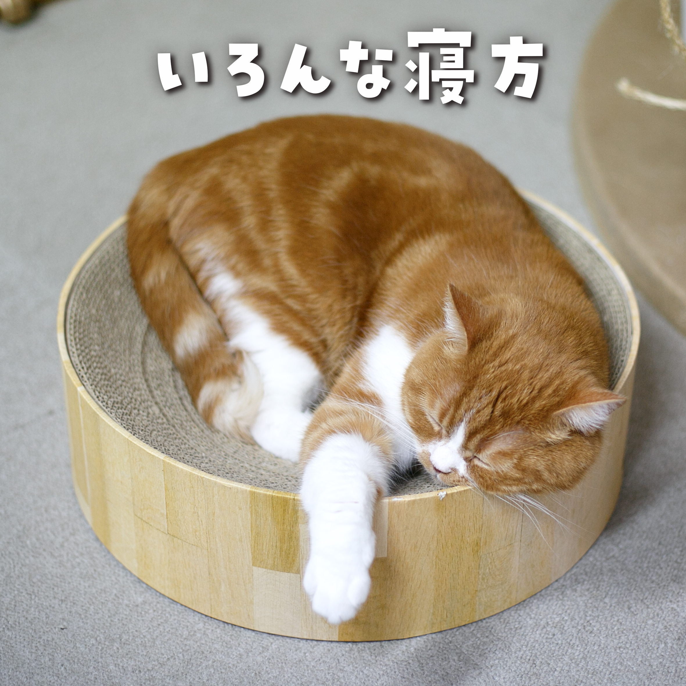 ねこ♡ページ 猫壱 - Search / X