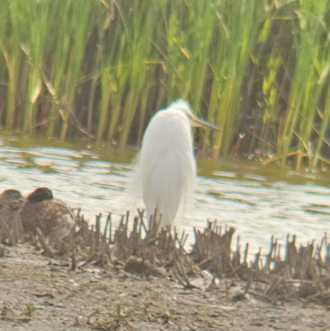 Another great morning at <a href="/RSPBotmoor/">RSPB Otmoor</a> this morning added the Glossy Ibis, a Great Egret, 3 Curlews and a Shelduck to my midweek tally - along with the usuals. Also great to see Marsh Harriers passing food above the reedbeds.