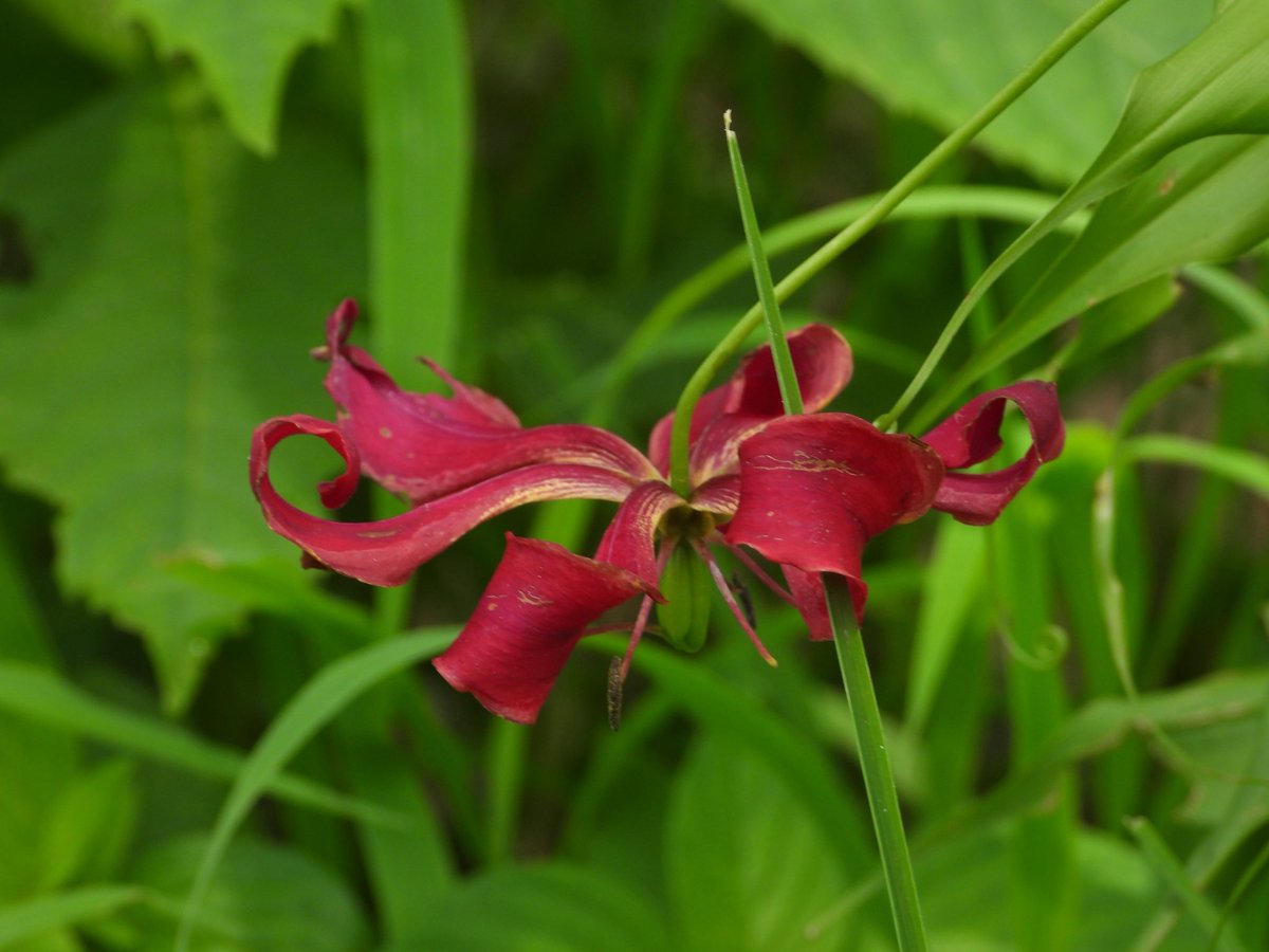 wolf_sagari's tweet photo. @theplantnerd23 https://t.co/Y8EyFVdwO6