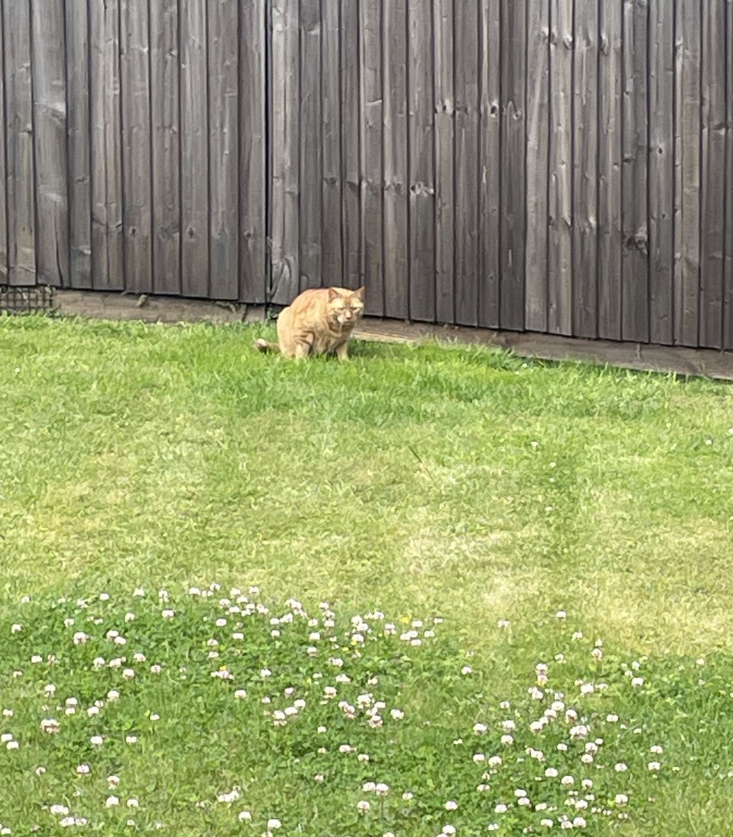 JacK_GingerCat's tweet image. 🌱 Hey chums! I’m having a garden day today. 🪴
Human’s left an area of grass to grow wild to help the bees 🐝 and insects 🐞 - I’m not allowed to chase bees! 🙀
Love to all - JacK 🐾🐾
#CatsOfTwitter #CatsOfX