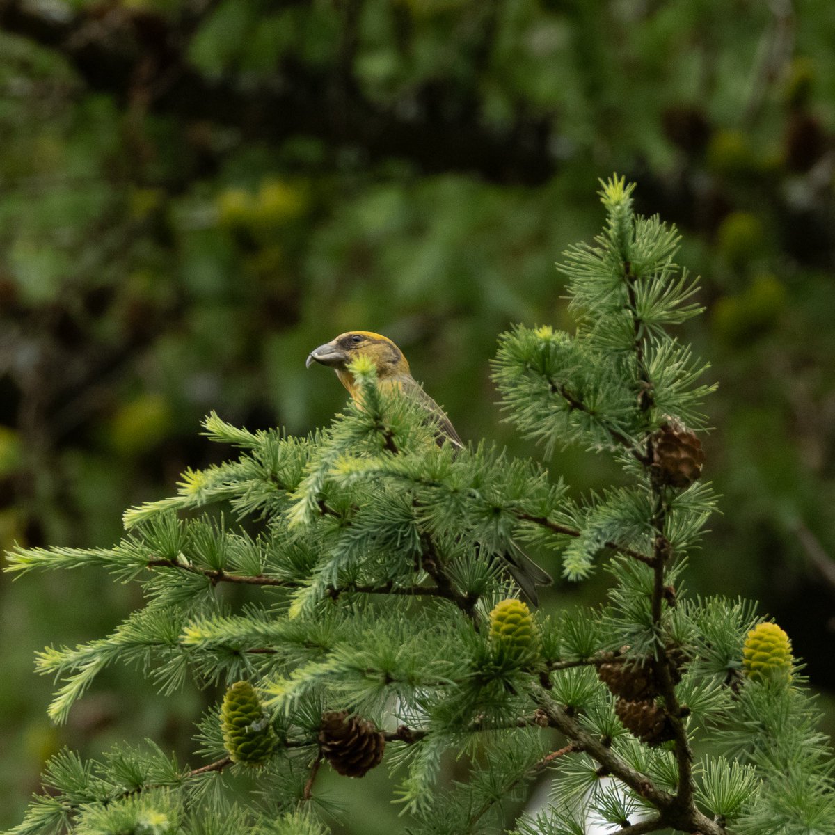Target sps achieved today; Spot Fly.
3 around Rewell Wood, a few Crossbills, Coal tits, Ravens, Peregrine and a single Hawfinch. 36 sps in total.