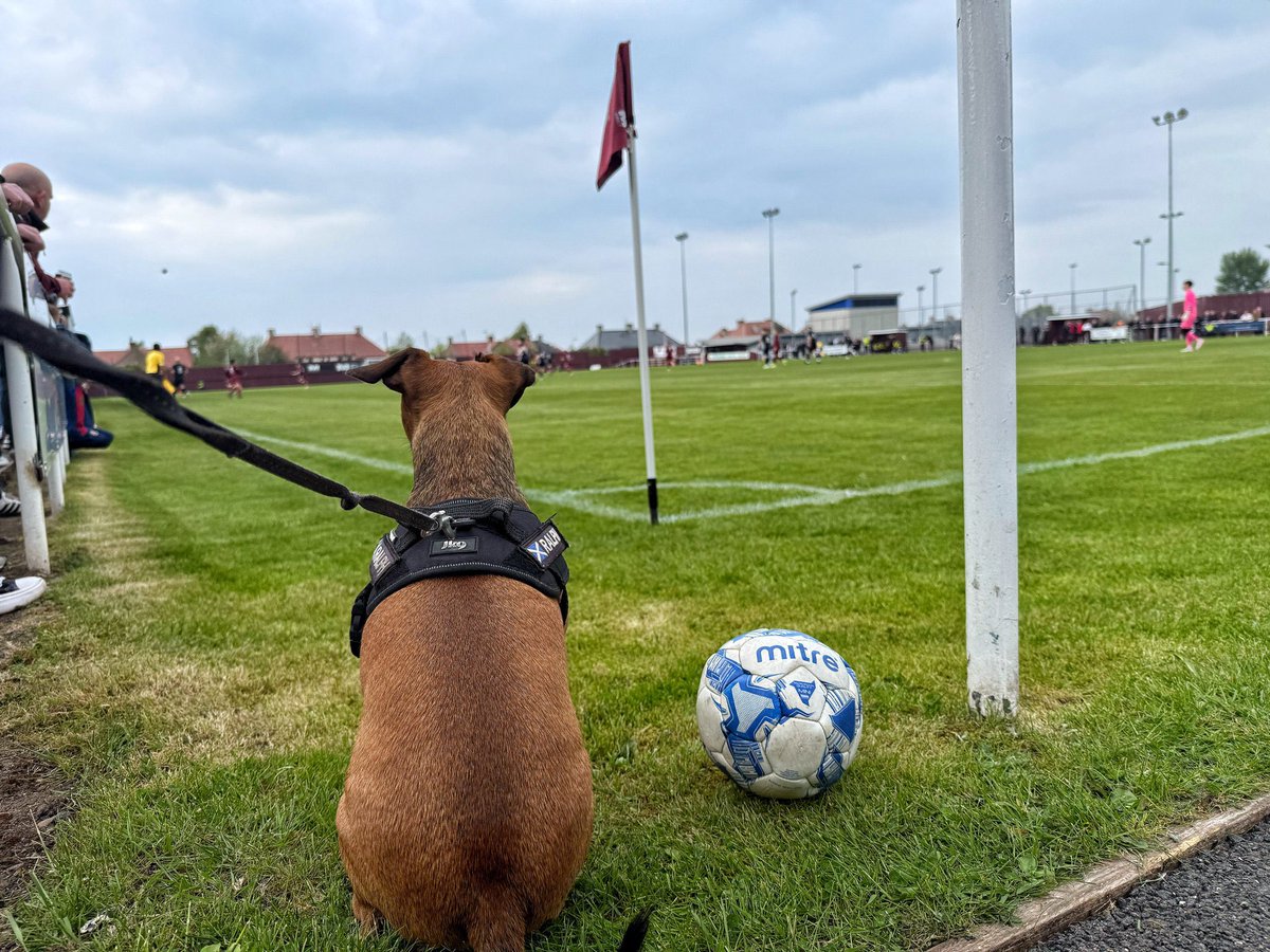 nonleaguedogs tweet media