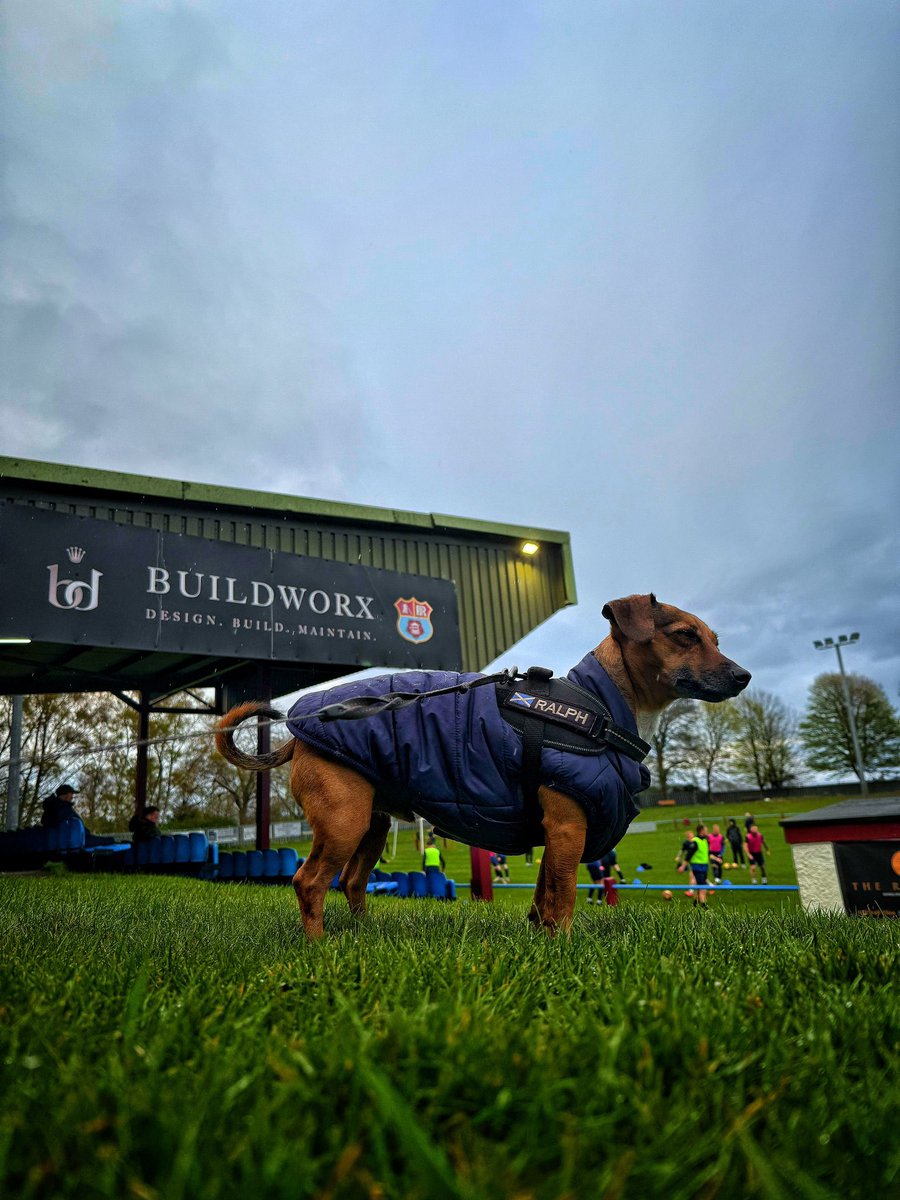 nonleaguedogs tweet media