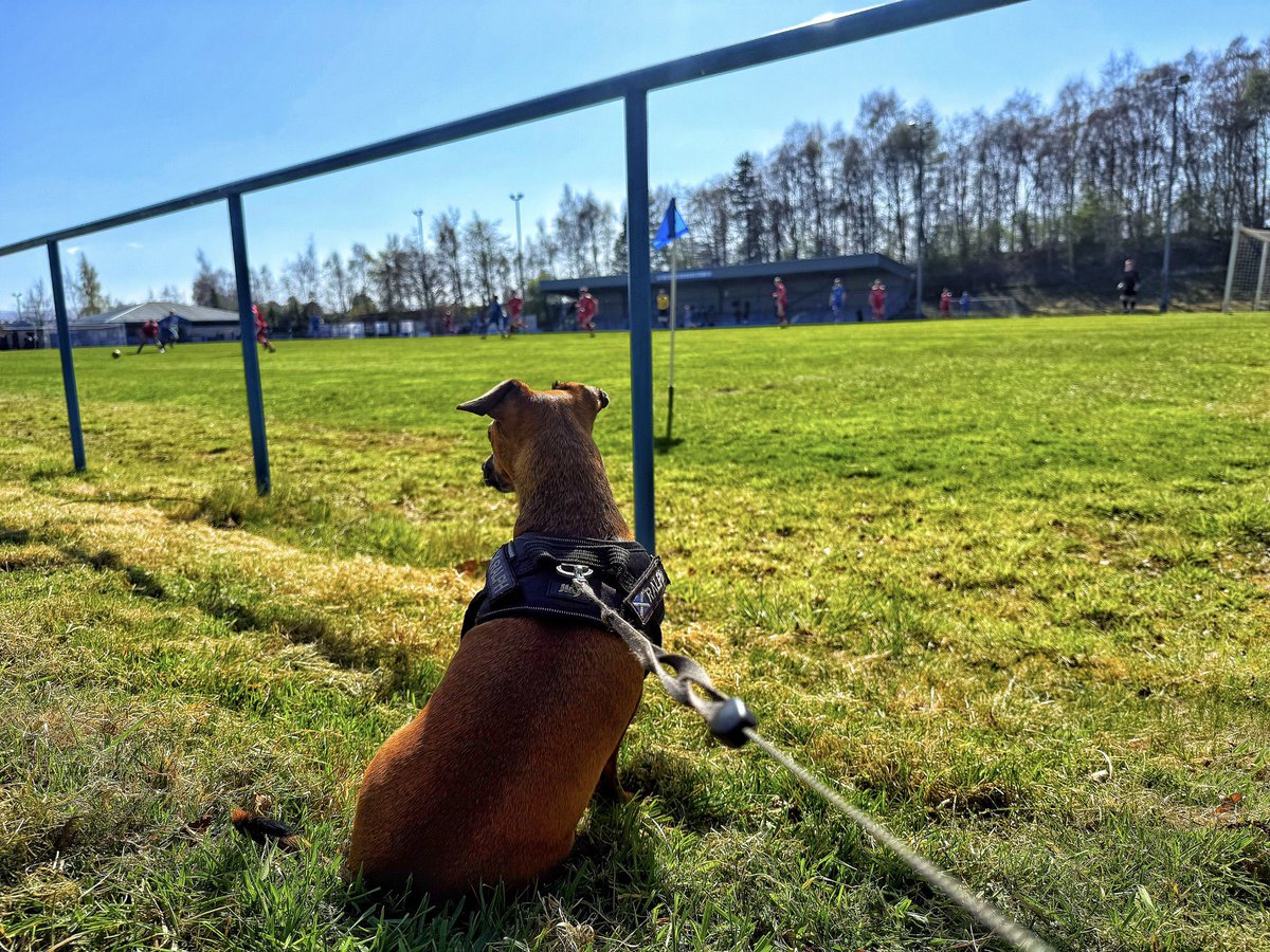 nonleaguedogs tweet media
