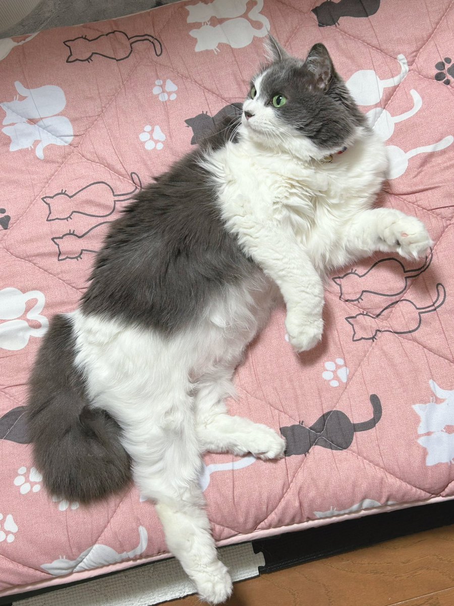 今日のアッシュ☆

6月9日はアッシュ11歳になりました☆

何だか早い気がします。

まだまだ頑張って欲しい‼️💪

子猫時代の写メ2枚載せておきます❣️

戻りたいです。😹

#猫 #ネコ #ニャンコ #ペット #6月9日 #お誕生日 #11歳になりました