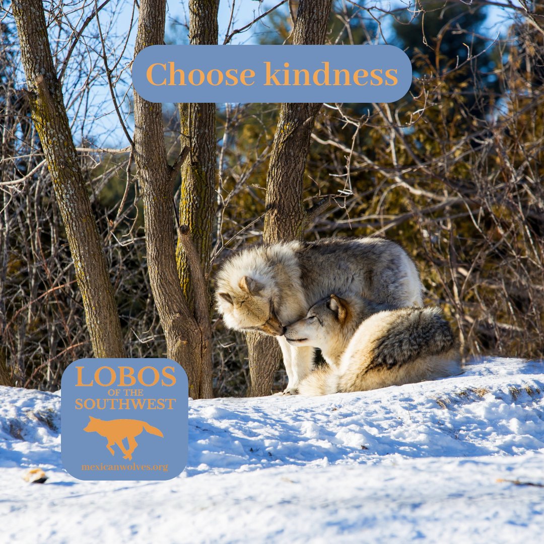 Mexican Wolves (@mexicanwolves) on Twitter photo 