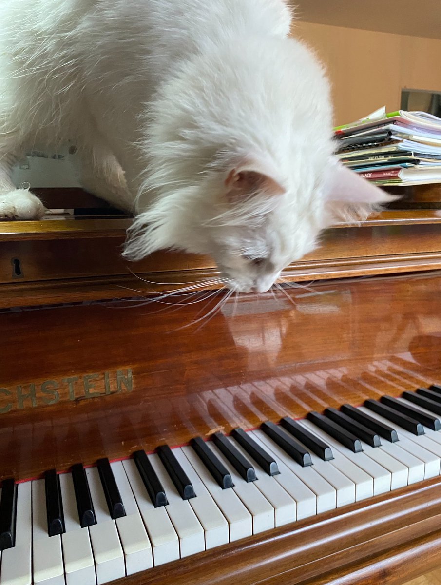 DominiqueArbey's tweet photo. Répétition compliquée ce matin…
Tango, notre producteur félin, a pris le contrôle du Bechstein.
Silence exigé, à moins qu’il n’ait validé les choix d’interprétation.
#DuoVinteuil #TangoLeChat #Bechstein #ProducteurFélin #MusiqueDeChambre #RépétitionSousContrôle #PianoEtPrésence https://t.co/etjWkhRt8h