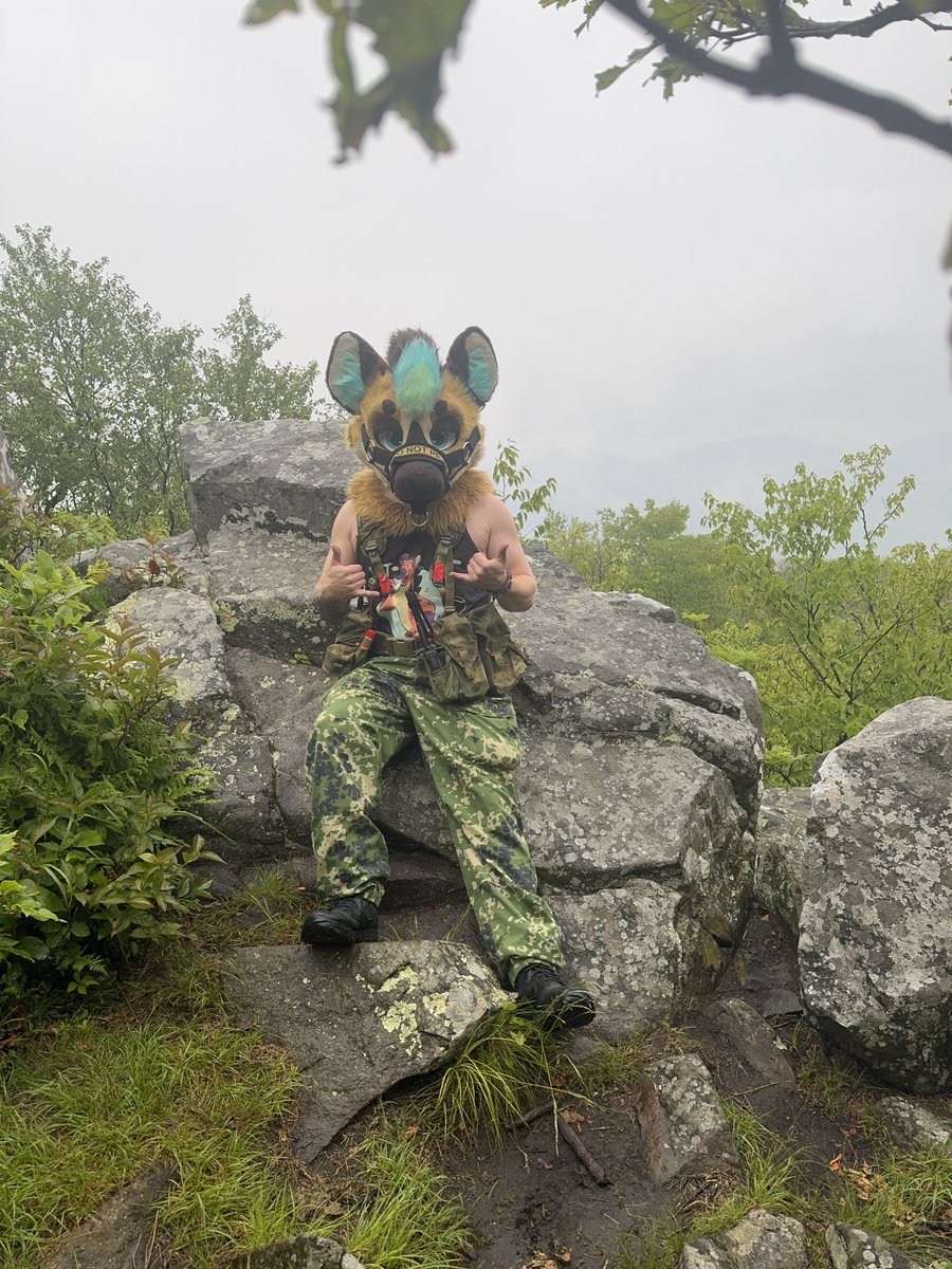 SaberYeem's tweet image. Fun hyena fact: ✨ hyenas love mountains ✨