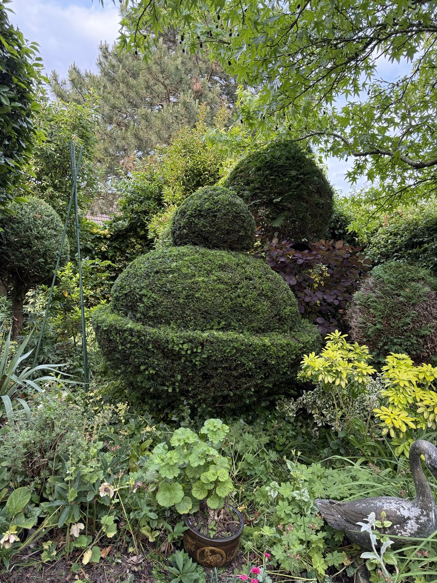 Kittywitches's tweet photo. A haircut was overdue, so half-an-hour later, a neat ‘cup and cover’ was revealed. Happy Sunday evening friends. Feet up time now…😁#Topiary #Yew #Backyardview https://t.co/BROuMhfmMA