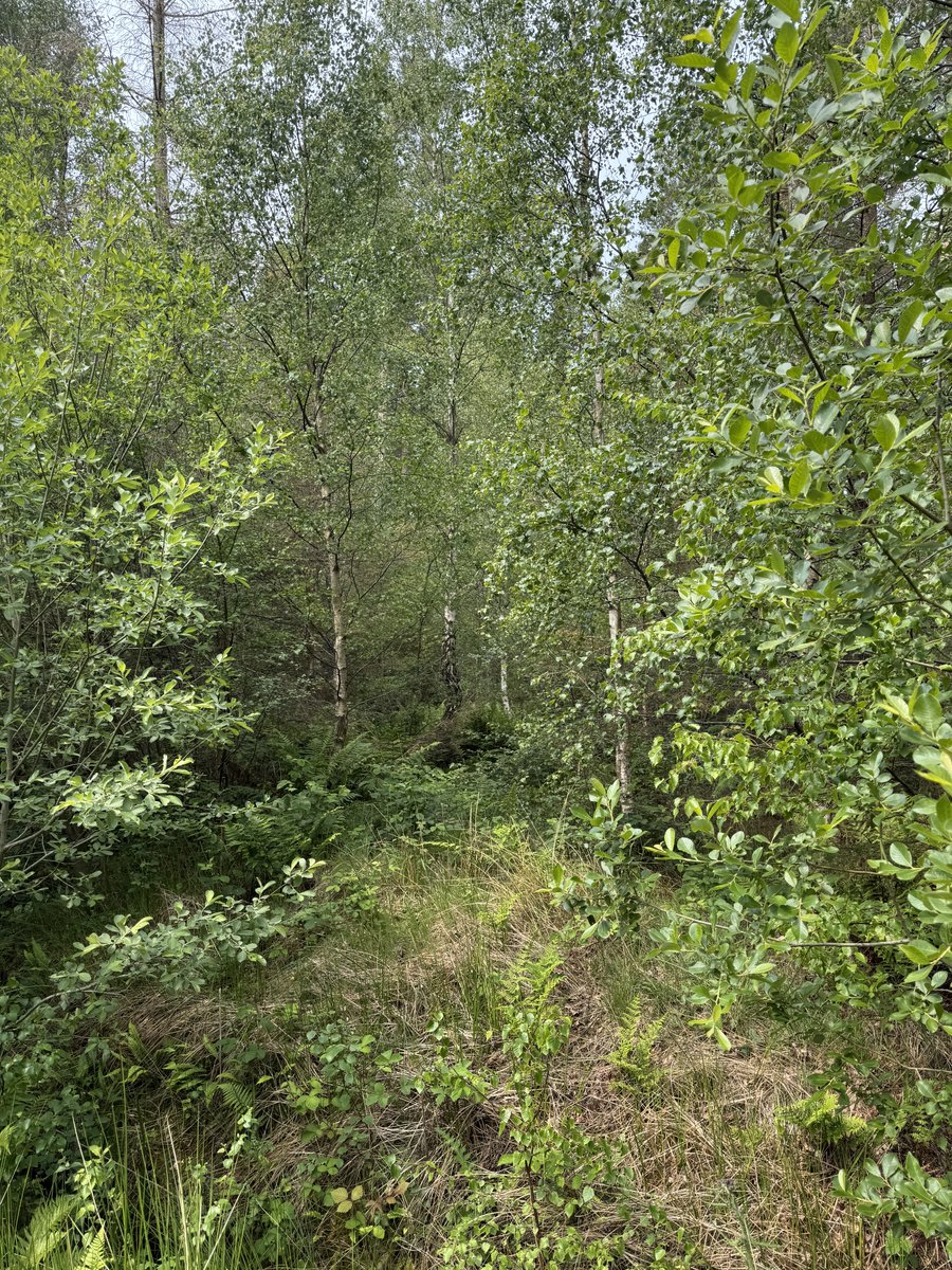This is an area where we have removed quite a few non-native trees and it is looking great. the-wildwood.org.uk