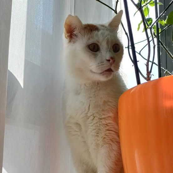 Márquez nos tiene enamoradas, no puede ser más fotogénico. Este peluchote nos posa así por toda la casa, y es que no nos resistimos.
Si te animas a conocerle, buscamos un hogar donde no haya más gatos, o los que haya estén castrados, ya que Márquez es inmuno.