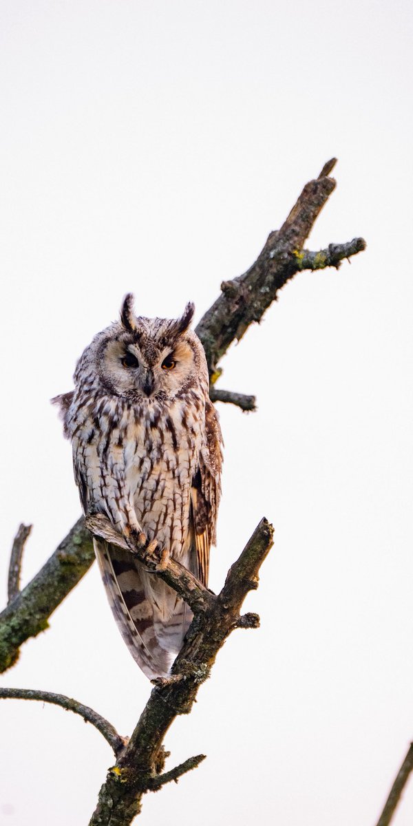 craig1979Smith's tweet photo. Long Eared owl adult and owlet, Lancashire 8/6/25 @BBCSpringwatch @RSPBEngland @RSPBbirders @Natures_Voice #springwatch20 #springwatch https://t.co/dA28BAxOV5