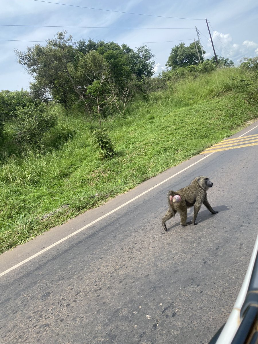 EscapeSafaris_'s tweet image. As we’re still on our journey to discover about the pearl, the greater northern uganda still takes the lead on this as we document our origins
#EscapeExperiences