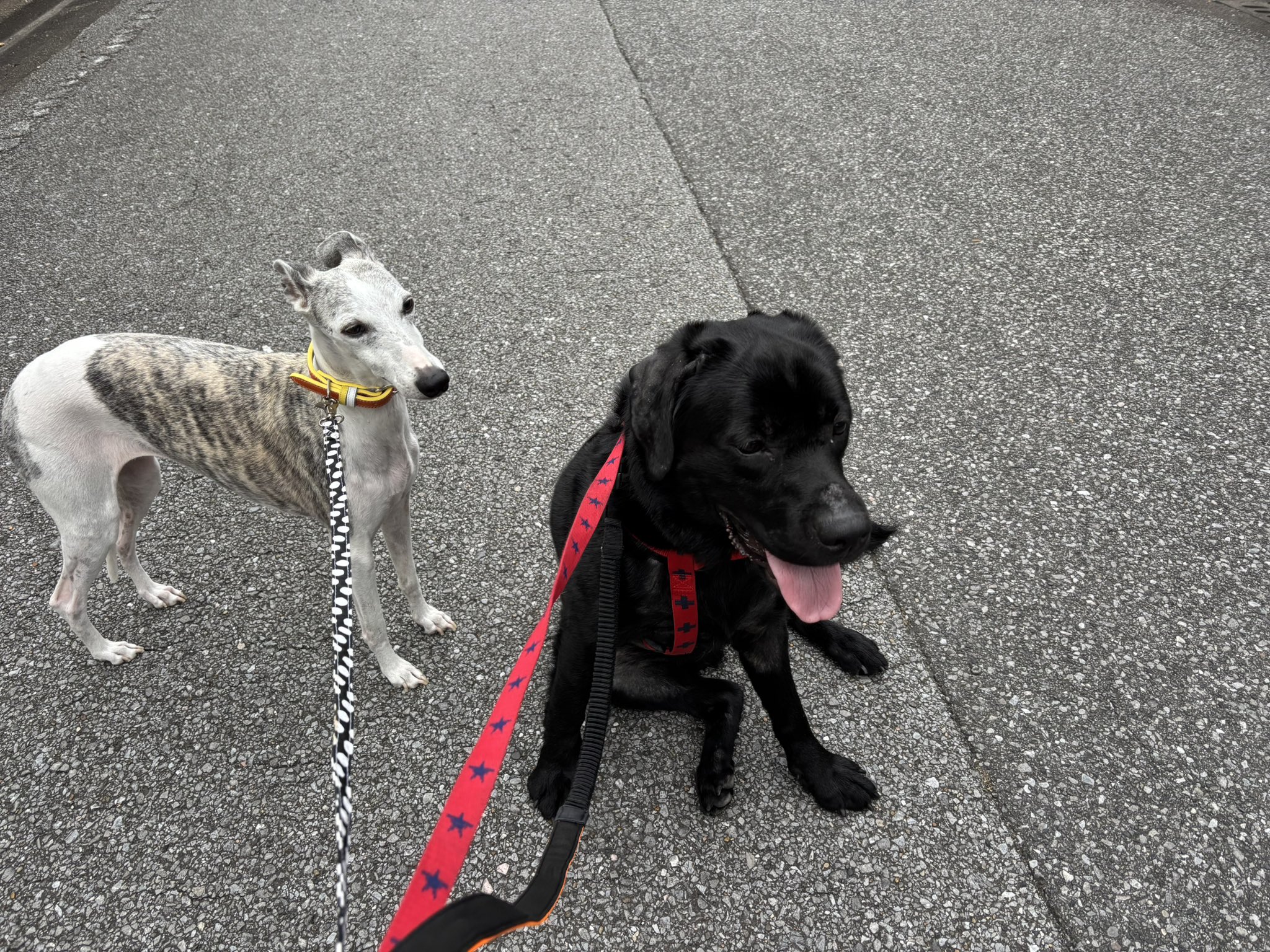 ウィペット - Search / X