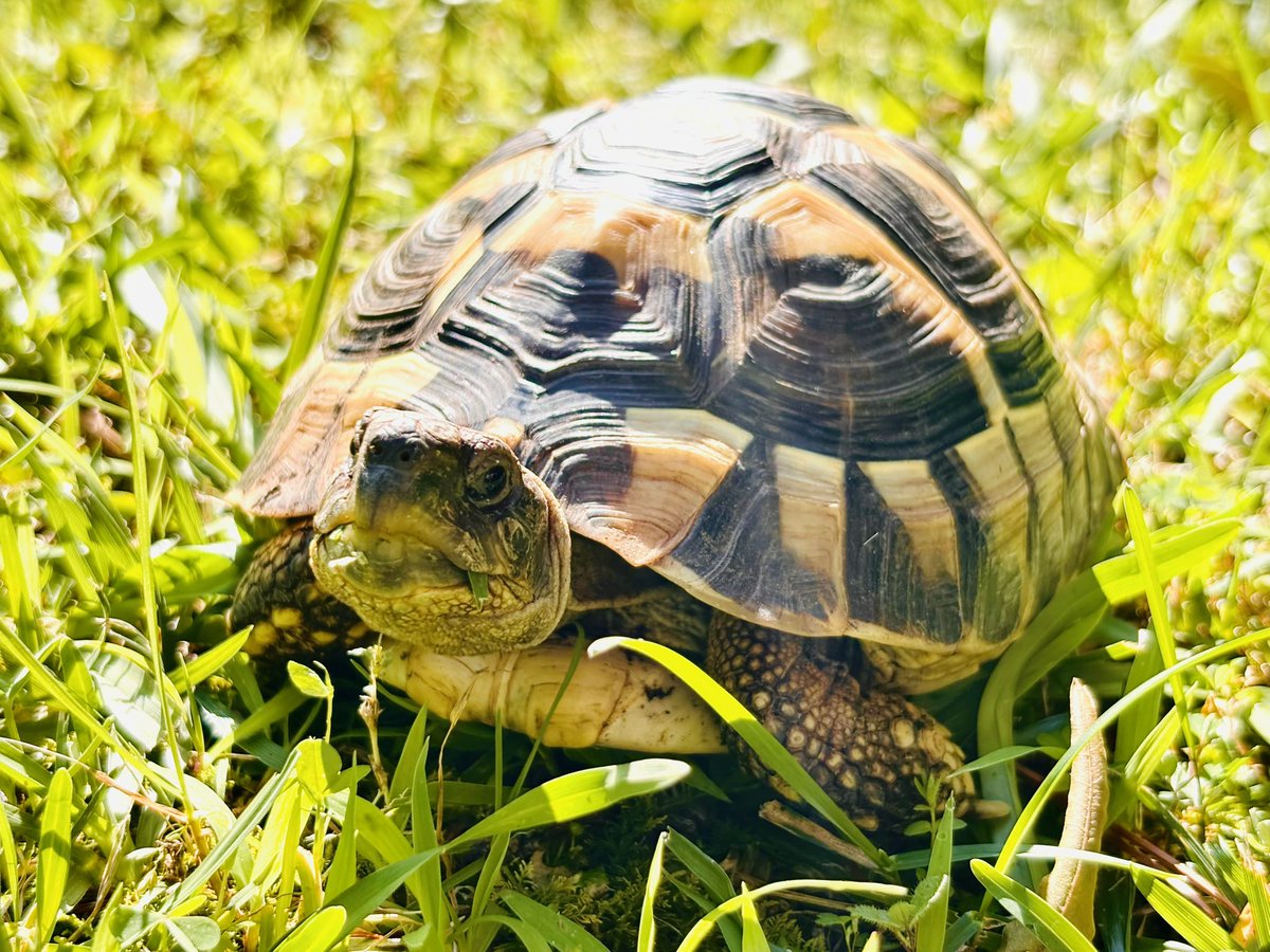 New tortoise friend-Chip