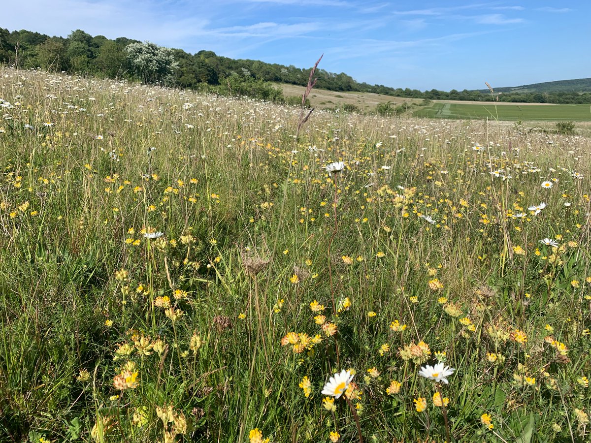 kentdowns6's tweet image. Good to find continued presence of Kentish milkwort following new introduction of seedling plants by @speciesrecovery on newly created wildflower grassland. Lace border and black veined moth putting on a show too, as first time records on new sites. Farmers leading nature recov'