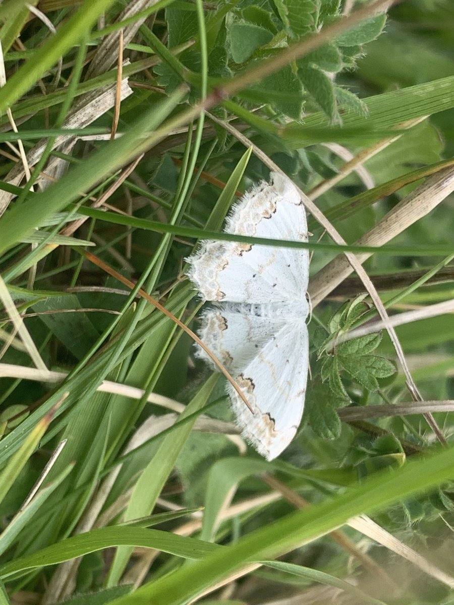 kentdowns6's tweet image. Good to find continued presence of Kentish milkwort following new introduction of seedling plants by @speciesrecovery on newly created wildflower grassland. Lace border and black veined moth putting on a show too, as first time records on new sites. Farmers leading nature recov'